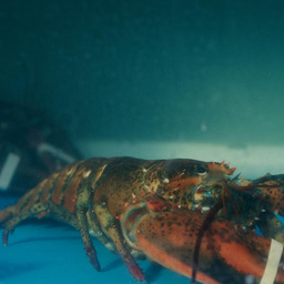Lobster