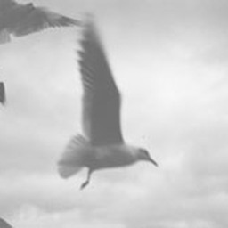 American International Pictures