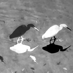 동물 연구 (백로 / 물에 비친 갈매기 / 등에모기 / 거미 / 줄지은 백조) Animal Studies Egret/ Seagull Reflection/ Midges/ Spider/ Swans in Line