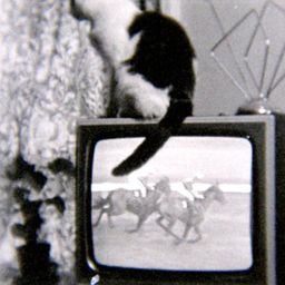 TV 위의 고양이
