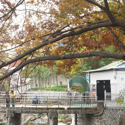 When the Trees Sway, the Heart Stirs