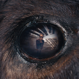 Animale