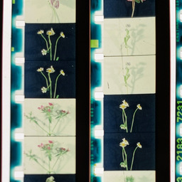 Lover, Lovers, Loving, Love