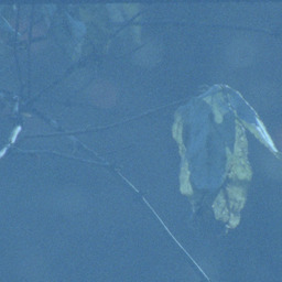 Surface Memory Oblivion