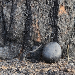 Scorched Stone, Rolling