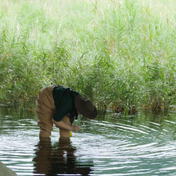 BangBang and Planaria